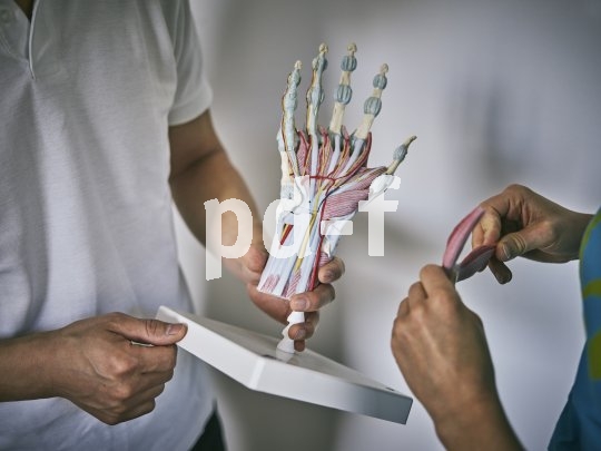 Eine Person hält ein anatomisches Modell einer menschlichen Hand vor sich.