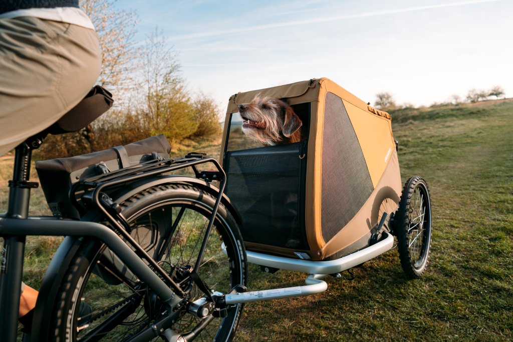 Ein Hund schaut aus einem Anhänger an einem Fahrrad.