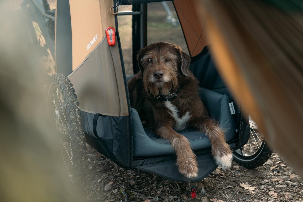 Ein Hund liegt in einem Fahrradanhänger.