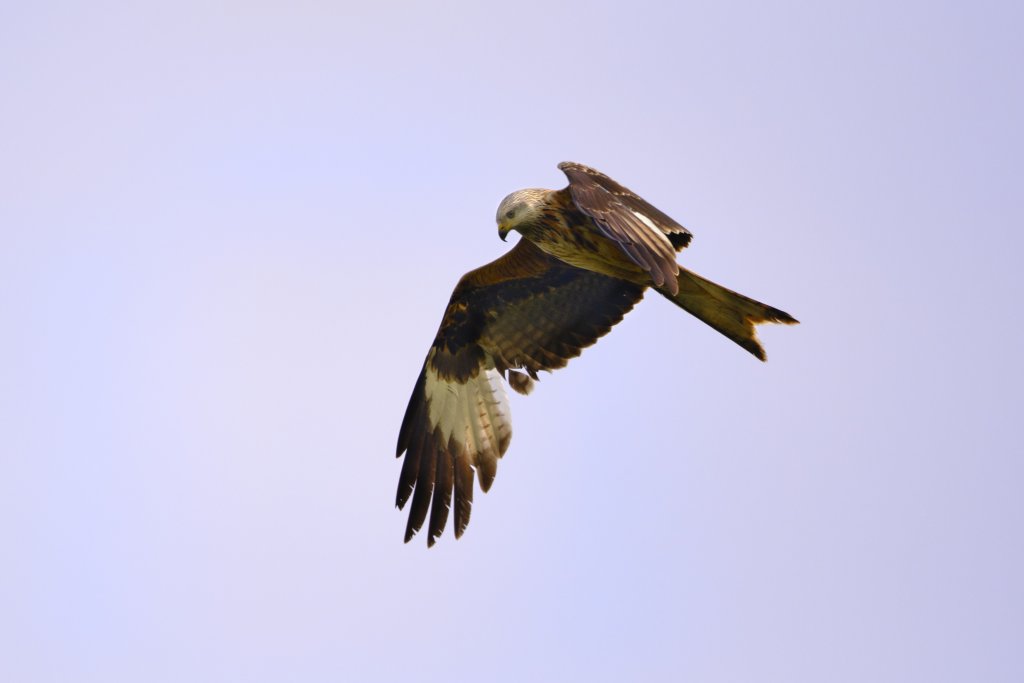 Ein Rotmilan im Flug.