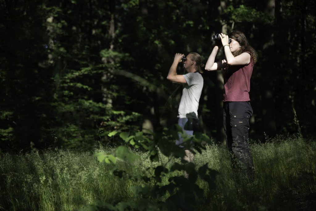 Zwei Personen stehen auf einer Waldlichtung und schauen mit Ferngläsern nach oben.