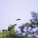 Ein Rotmilan im Flug, durch Baumkronen hindurch beobachtet.