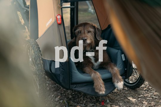 Ein Hund liegt in einem Fahrradanhänger.