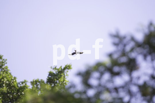 Ein Rotmilan im Flug, durch Baumkronen hindurch beobachtet.