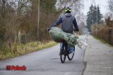 Eine Person fährt mit einem verpackten Weihnachtsbaum quer auf dem Gepäckträger eines Fahrrades und hält ihn dabei mit einer Hand am Stamm fest. Darunter steht in roten Bruchstaben "Falsch".