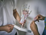 Eine Person hält ein anatomisches Modell einer menschlichen Hand vor sich.